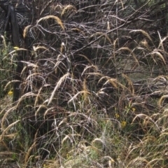 Dichelachne crinita (Long-hair Plume Grass) at Hawker, ACT - 23 Jan 2023 by pinnaCLE