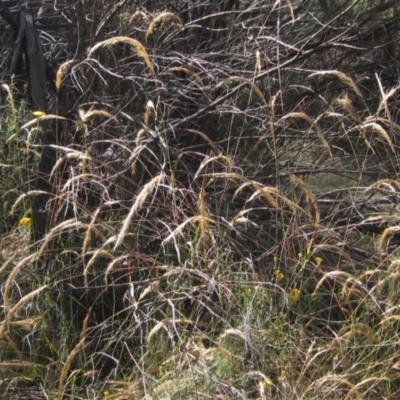 Dichelachne crinita (Long-hair Plume Grass) at The Pinnacle - 22 Jan 2023 by pinnaCLE