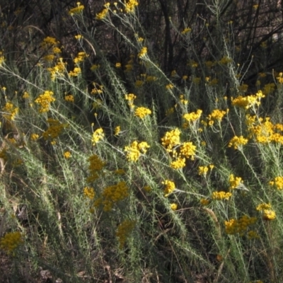 Chrysocephalum semipapposum (Clustered Everlasting) at Hawker, ACT - 23 Jan 2023 by pinnaCLE