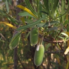 Billardiera scandens (Hairy Apple Berry) at Hawker, ACT - 22 Jan 2023 by pinnaCLE