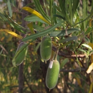 Billardiera scandens at Hawker, ACT - 23 Jan 2023 08:55 AM