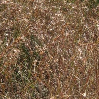 Themeda triandra (Kangaroo Grass) at Hawker, ACT - 22 Jan 2023 by pinnaCLE
