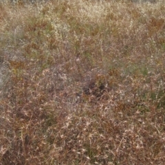 Themeda triandra at Hawker, ACT - 23 Jan 2023