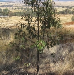 Brachychiton populneus subsp. populneus (Kurrajong) at Hawker, ACT - 23 Jan 2023 by pinnaCLE