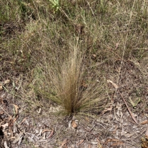 Nassella trichotoma at Watson, ACT - 6 Feb 2023