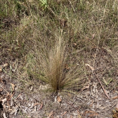 Nassella trichotoma (Serrated Tussock) at Watson, ACT - 6 Feb 2023 by waltraud