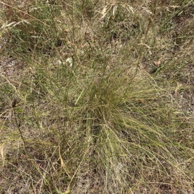 Nassella trichotoma (Serrated Tussock) at Watson, ACT - 6 Feb 2023 by waltraud