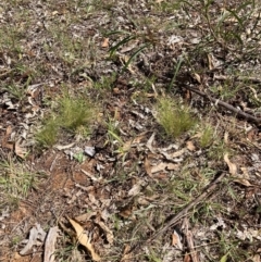 Nassella trichotoma (Serrated Tussock) at Watson, ACT - 6 Feb 2023 by waltraud