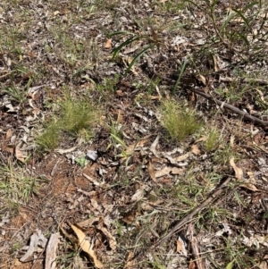 Nassella trichotoma at Watson, ACT - 6 Feb 2023 03:55 PM