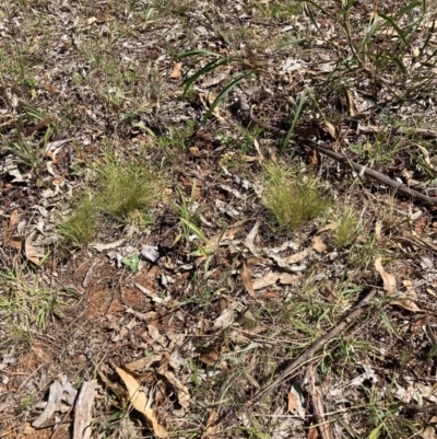 Nassella trichotoma (Serrated Tussock) at Watson, ACT - 6 Feb 2023 by waltraud