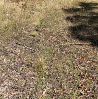 Nassella trichotoma (Serrated Tussock) at Watson, ACT - 6 Feb 2023 by waltraud