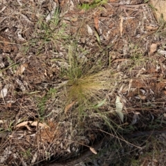 Nassella trichotoma (Serrated Tussock) at The Fair, Watson - 6 Feb 2023 by waltraud