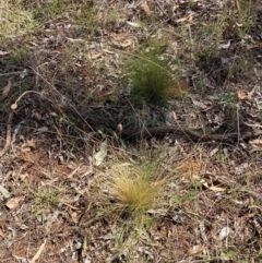 Nassella trichotoma (Serrated Tussock) at Watson, ACT - 6 Feb 2023 by waltraud