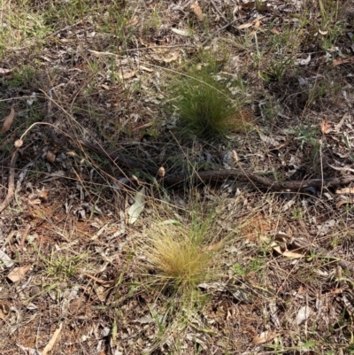 Nassella trichotoma (Serrated Tussock) at Watson, ACT - 6 Feb 2023 by waltraud