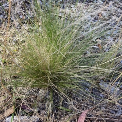 Nassella trichotoma (Serrated Tussock) at The Fair, Watson - 6 Feb 2023 by waltraud