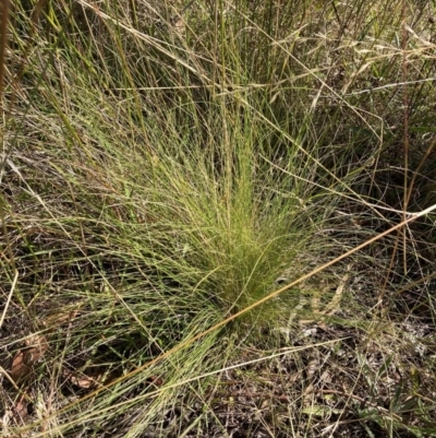 Nassella trichotoma (Serrated Tussock) at Watson, ACT - 6 Feb 2023 by waltraud