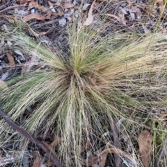 Nassella trichotoma (Serrated Tussock) at Watson, ACT - 6 Feb 2023 by waltraud