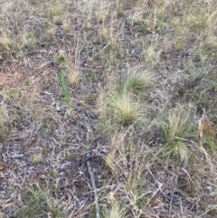 Nassella trichotoma at Watson, ACT - 6 Feb 2023