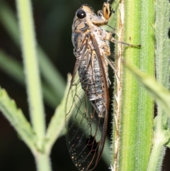 Galanga labeculata (Double-spotted cicada) at Macgregor, ACT - 7 Feb 2023 by Roger