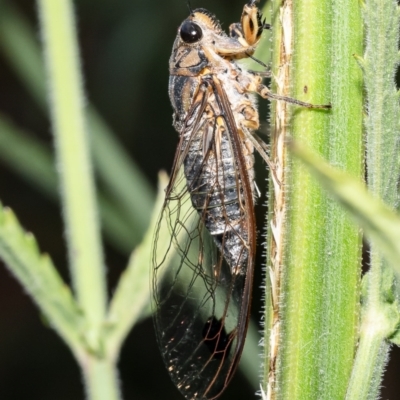 Galanga labeculata (Double-spotted cicada) at Macgregor, ACT - 7 Feb 2023 by Roger
