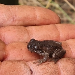 Litoria peronii (Peron's Tree Frog, Emerald Spotted Tree Frog) at Paddys River, ACT - 7 Feb 2023 by Mike