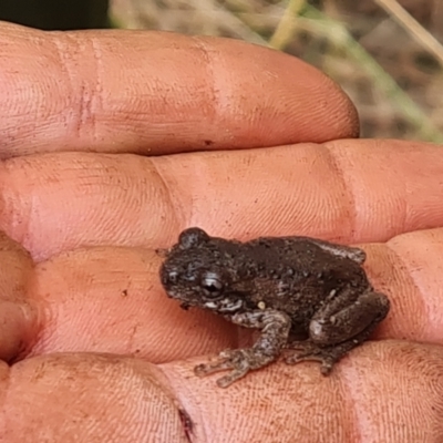 Litoria peronii (Peron's Tree Frog, Emerald Spotted Tree Frog) at Paddys River, ACT - 6 Feb 2023 by Mike