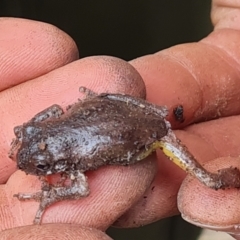 Litoria peronii at Paddys River, ACT - 7 Feb 2023 10:03 AM