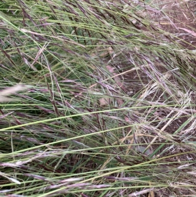 Nassella neesiana (Chilean Needlegrass) at Hackett, ACT - 15 Dec 2022 by waltraud