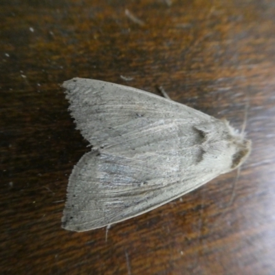 Mythimna (Pseudaletia) convecta (Common Armyworm) at Mongarlowe River - 3 Dec 2021 by arjay