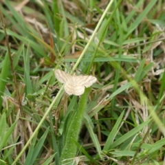 Scopula rubraria (Reddish Wave, Plantain Moth) at Charleys Forest, NSW - 10 Feb 2021 by arjay