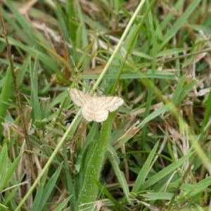 Scopula rubraria at Charleys Forest, NSW - 10 Feb 2021