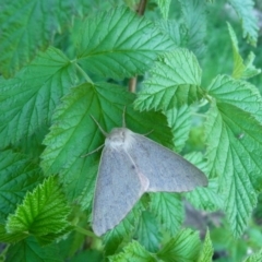 Arhodia lasiocamparia at Charleys Forest, NSW - 10 Oct 2020