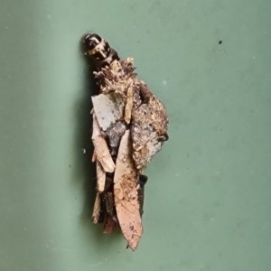 Psychidae (family) IMMATURE at Isaacs, ACT - 7 Feb 2023 06:18 PM