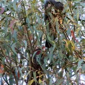 Callocephalon fimbriatum at Hughes, ACT - suppressed