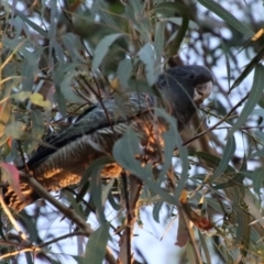 Callocephalon fimbriatum at Hughes, ACT - suppressed