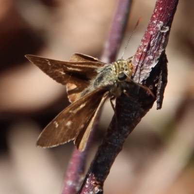 Ocybadistes walkeri at Moruya, NSW - 4 Feb 2023 by LisaH