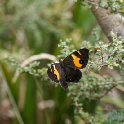 Tisiphone abeona (Varied Sword-grass Brown) at Farringdon, NSW - 7 Feb 2023 by DPRees125