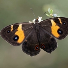 Tisiphone abeona at Farringdon, NSW - 7 Feb 2023 02:46 PM