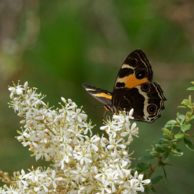 Tisiphone abeona (Varied Sword-grass Brown) at Farringdon, NSW - 7 Feb 2023 by DPRees125