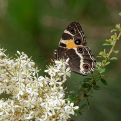 Tisiphone abeona at Farringdon, NSW - 7 Feb 2023