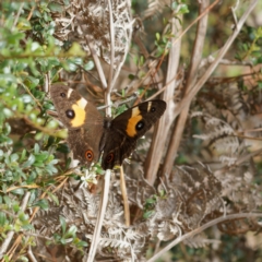 Tisiphone abeona at Farringdon, NSW - 7 Feb 2023 02:26 PM