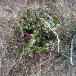 Berberis aquifolium at Cooma, NSW - 7 Feb 2023 01:55 PM