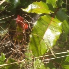 Berberis aquifolium at Cooma, NSW - 7 Feb 2023 01:55 PM