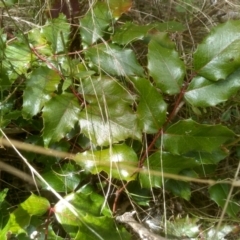 Berberis aquifolium at Cooma, NSW - 7 Feb 2023 01:55 PM