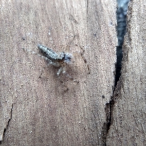 Helpis sp. (genus) at Cooma, NSW - 7 Feb 2023 01:57 PM