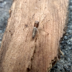 Helpis sp. (genus) at Cooma, NSW - 7 Feb 2023