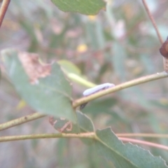 Anzora unicolor (Grey Planthopper) at Cooma, NSW - 7 Feb 2023 by mahargiani