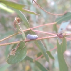 Anzora unicolor at Cooma, NSW - 7 Feb 2023