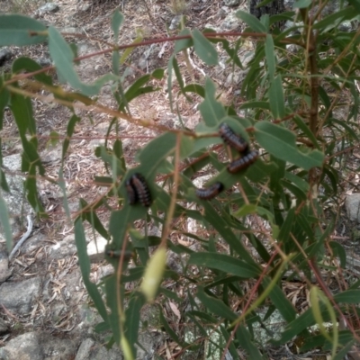 Paropsis sp. (genus) (A leaf beetle) at Cooma, NSW - 7 Feb 2023 by mahargiani