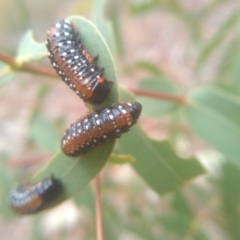 Paropsis sp. (genus) at Cooma, NSW - 7 Feb 2023